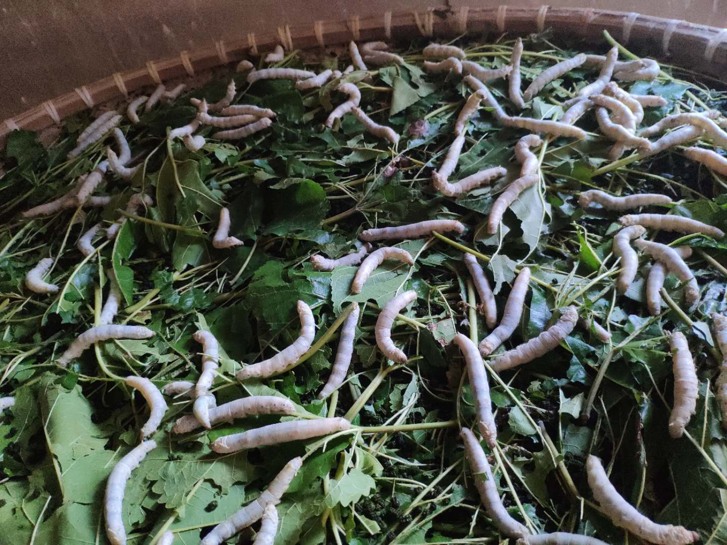 A close up of many silkworms on top of a bed of leafy greens.