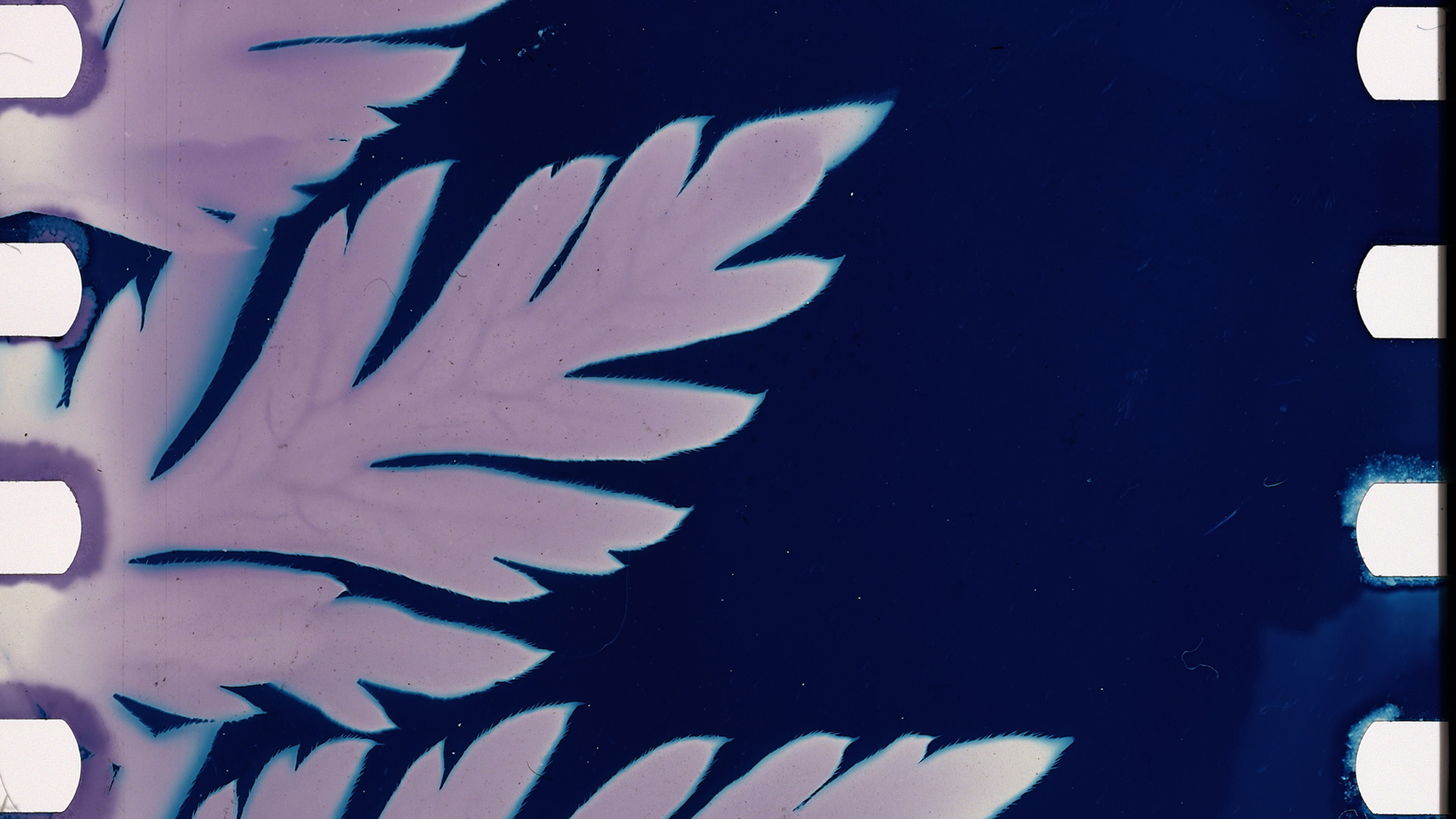 Athyrium filix-femina, Kelly Egan, 2016, color, handmade cyanotype emulsion, 5 minutes